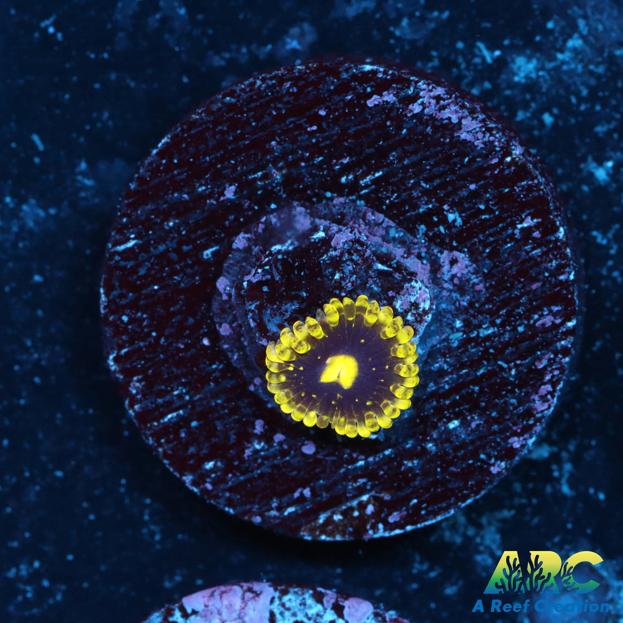 LC Exosphere Zoa