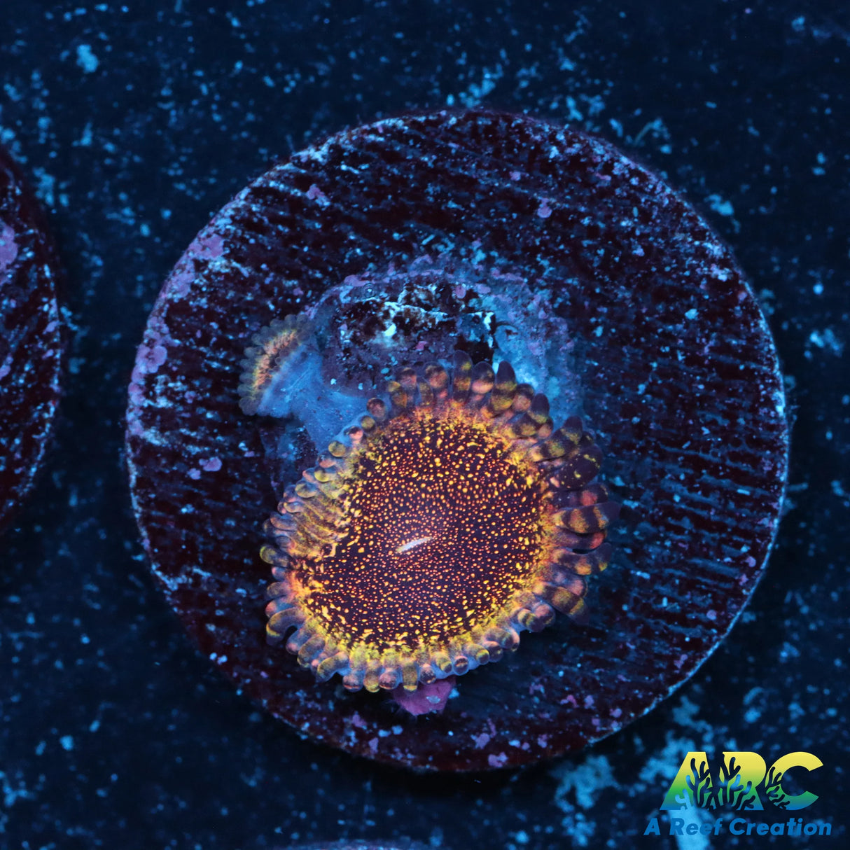 HR Death Star Zoa – A Reef Creation