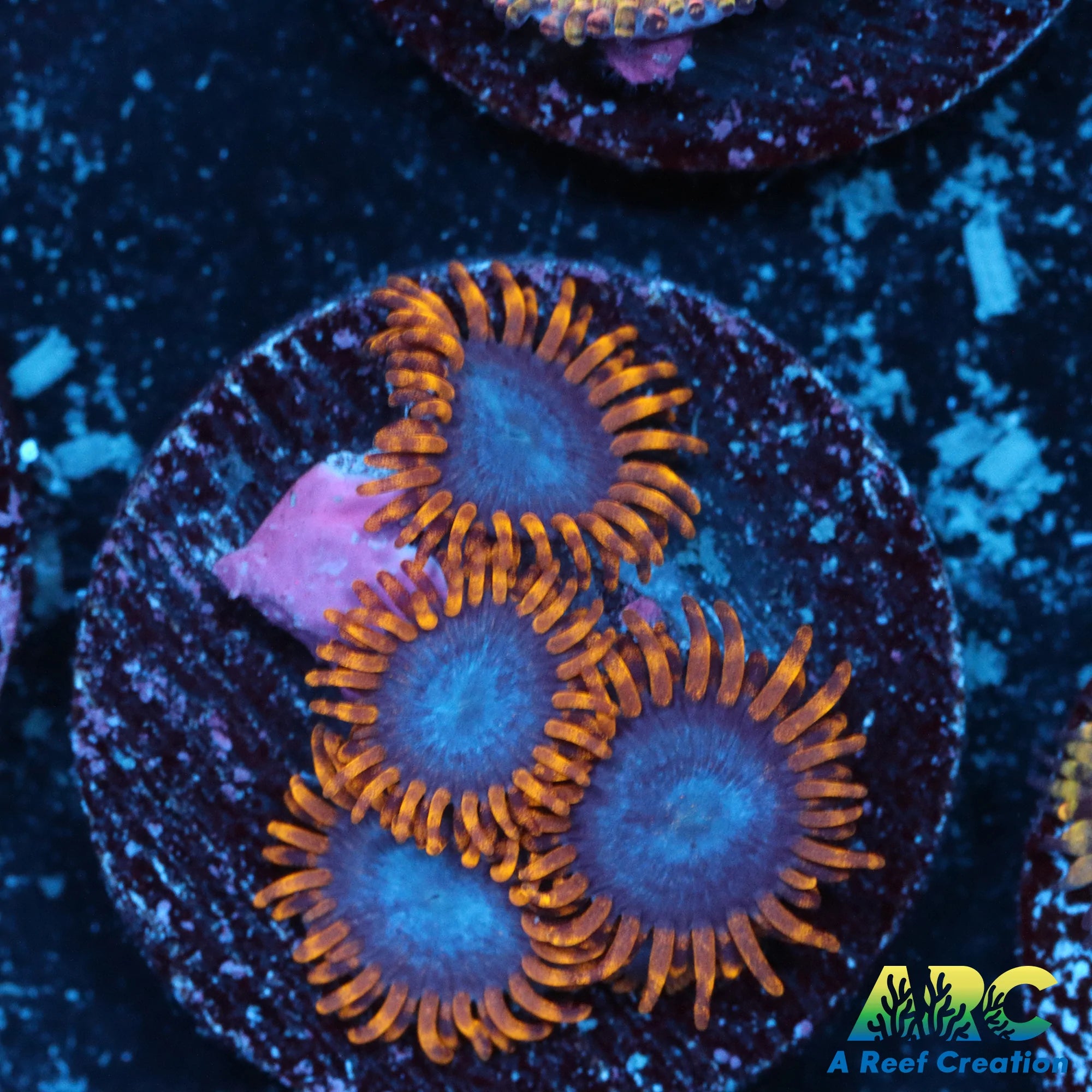 Blue Phoenix Zoa – A Reef Creation