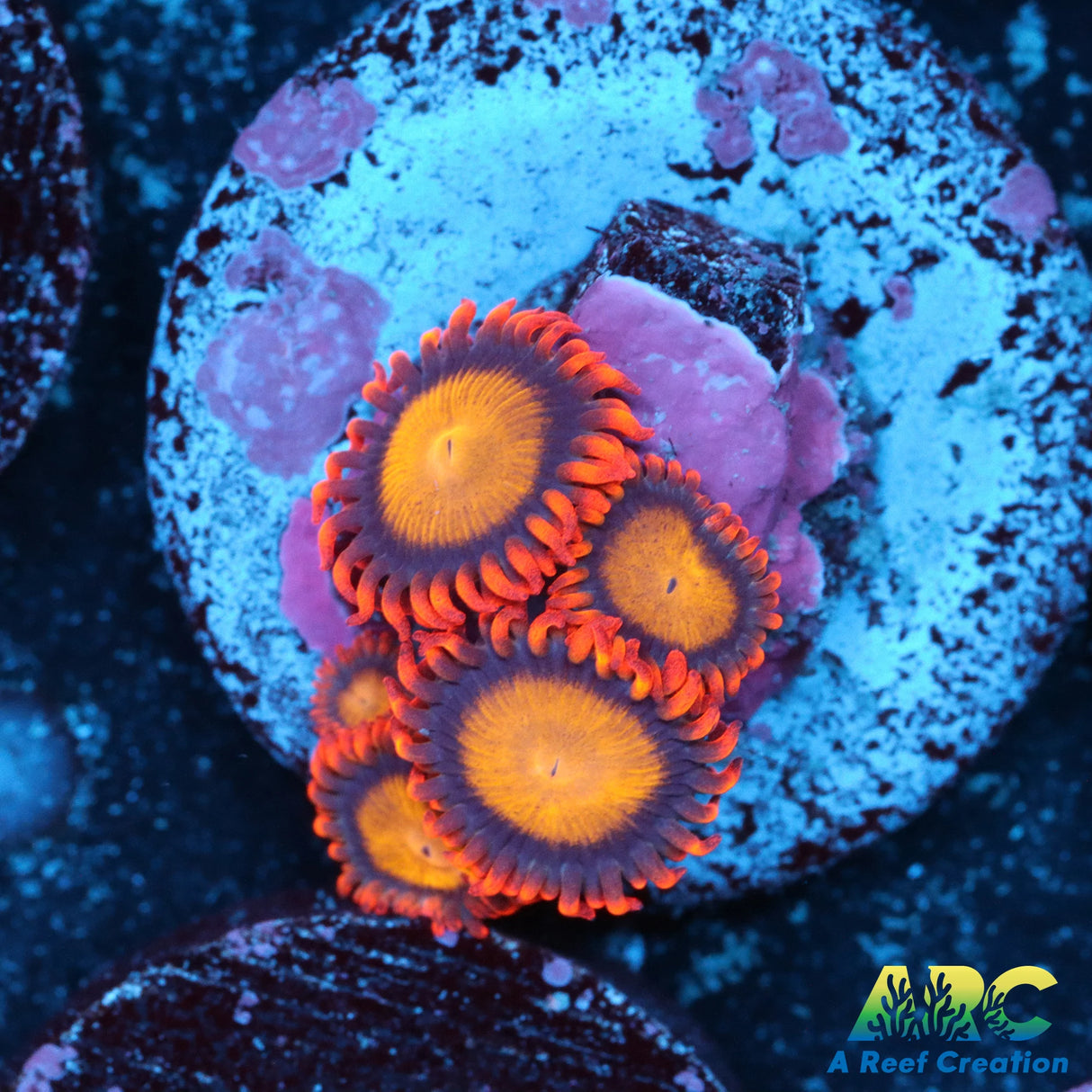 Mandarin Orange Zoa