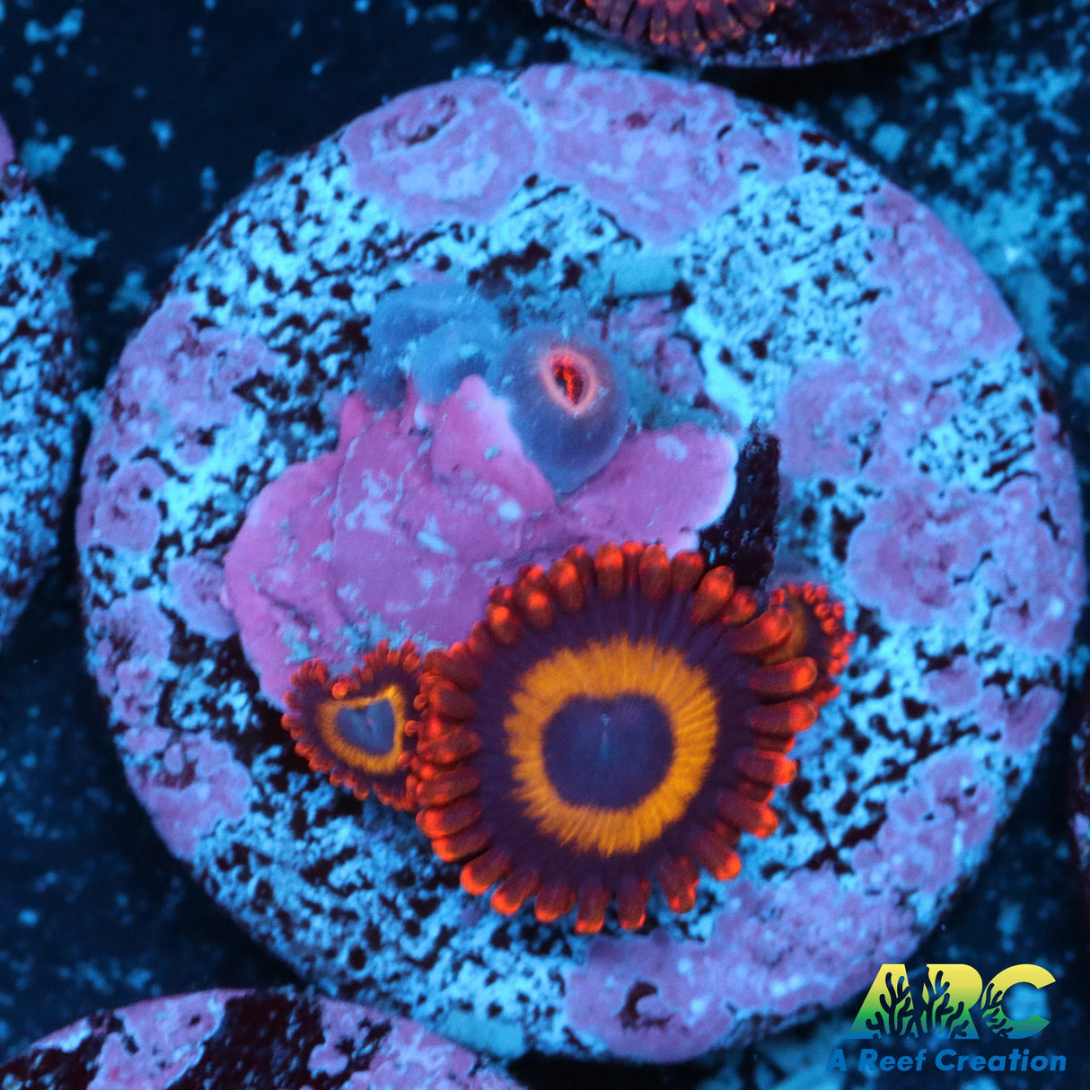 Fruit Loops Zoa