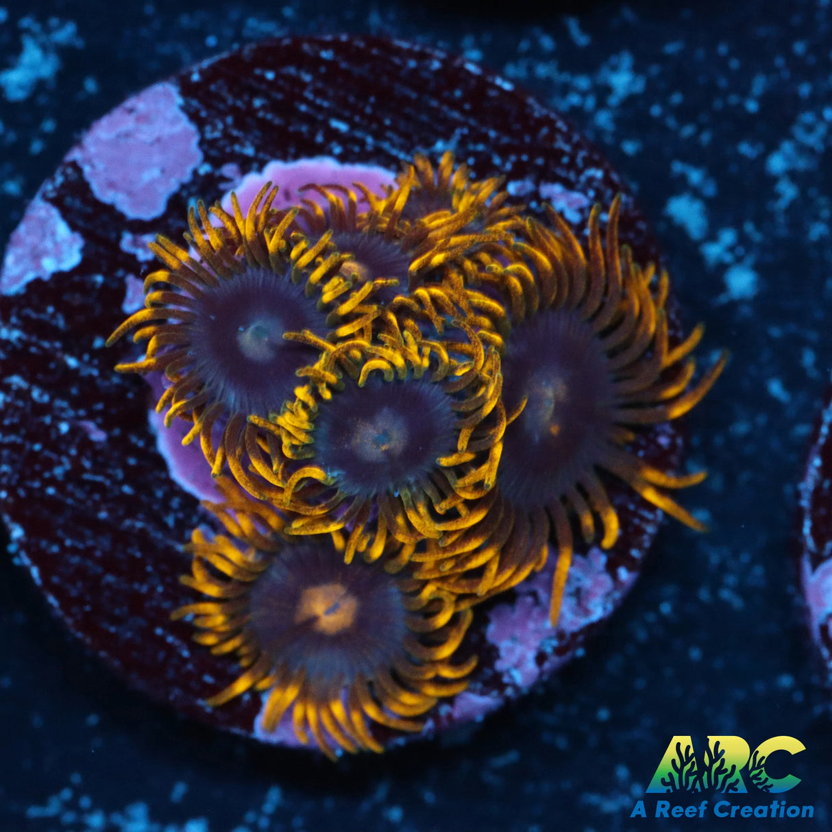 Coronas Zoa