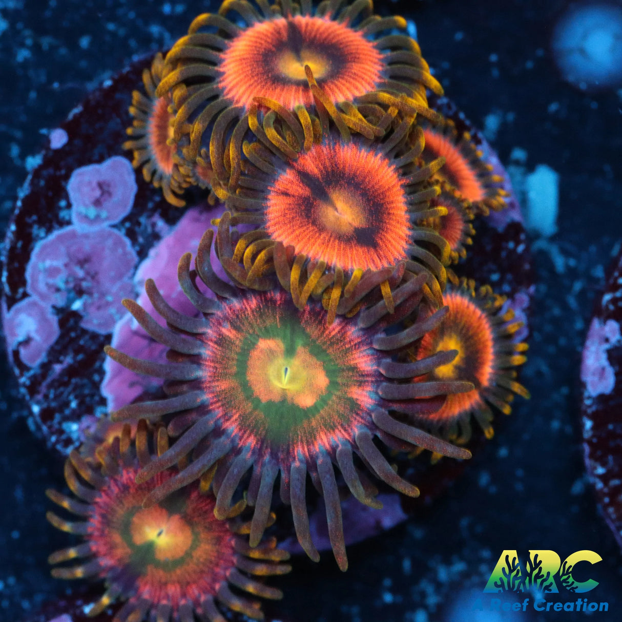 RR Kraken Zoa