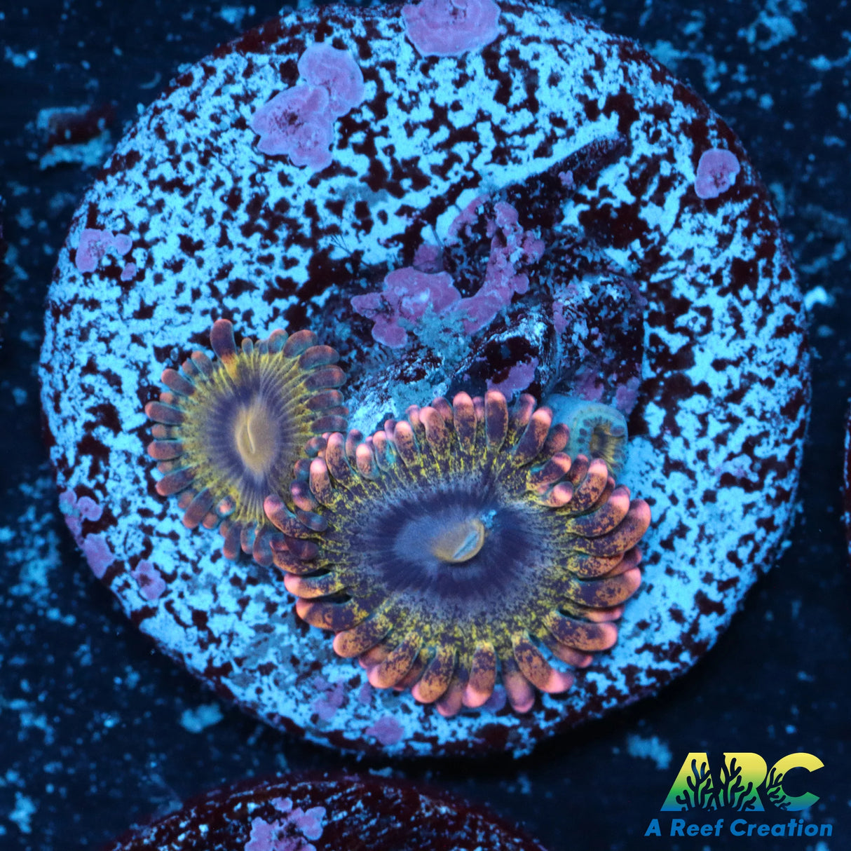 Rainbow Rhino Zoa