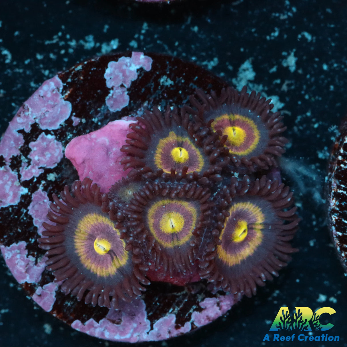 Black Cats Zoa