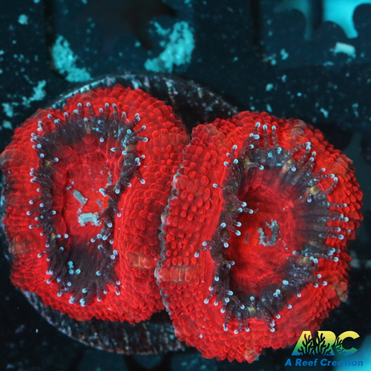 Big Red Acan