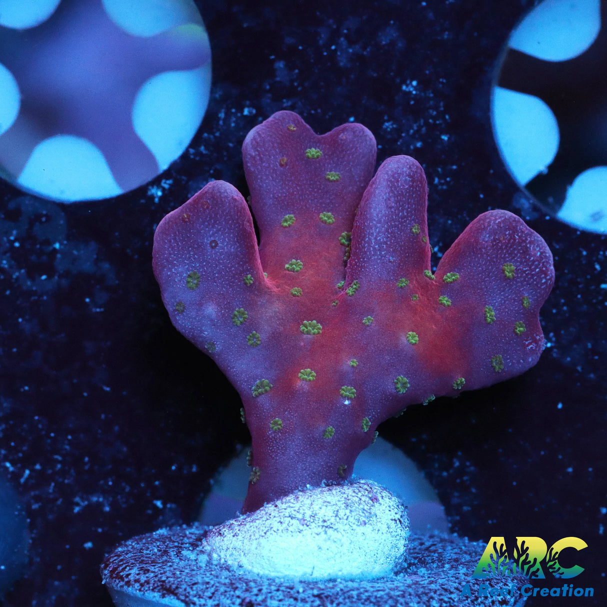 Slingblade Anacropora