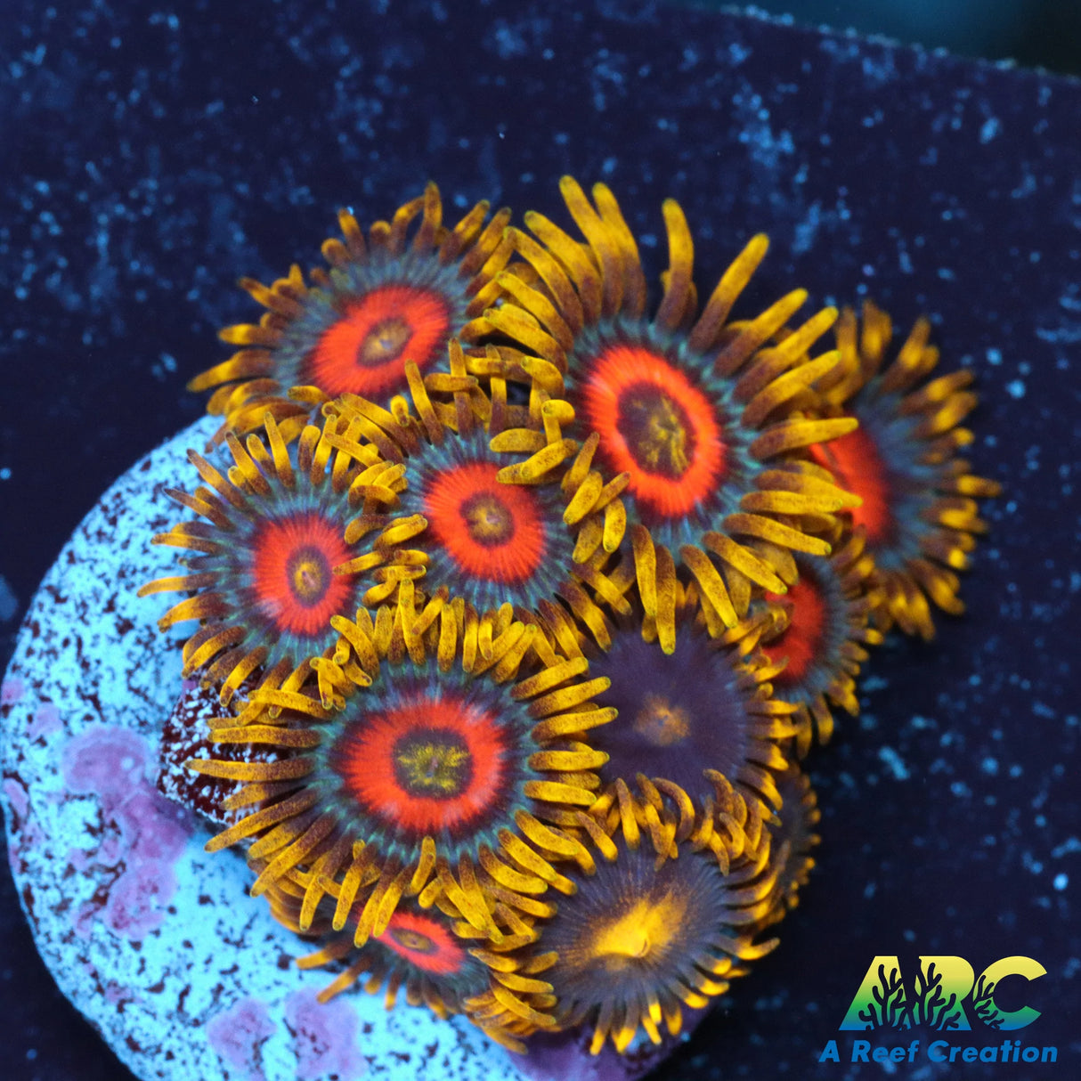 Long Lash Eagle Eye Zoa