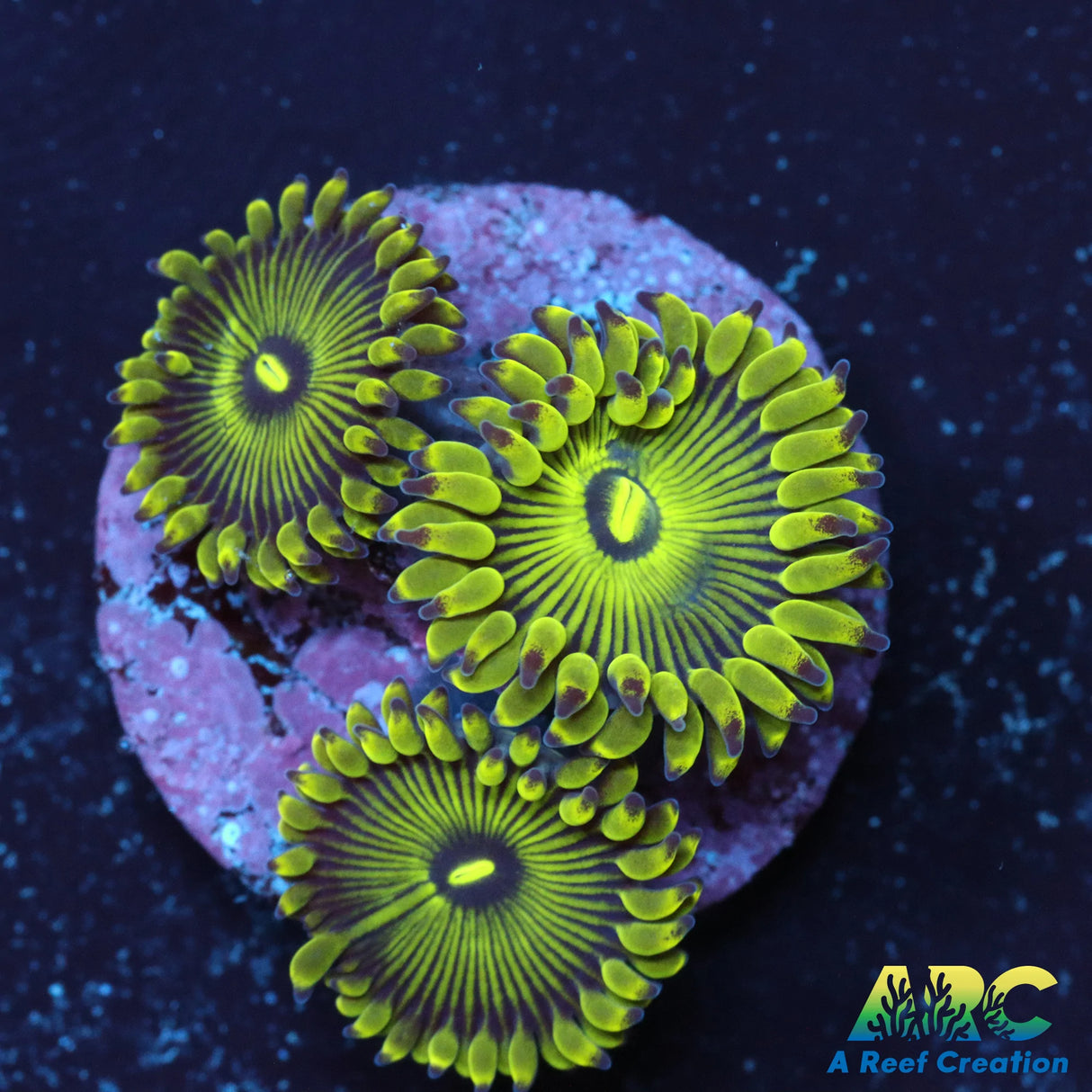 Ultimate Green People Eater Zoa