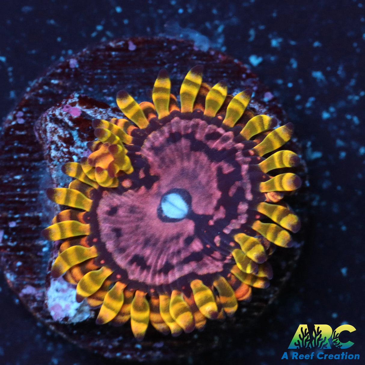 Purple Monster Zoa