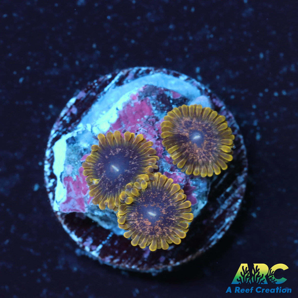 Purple Velour Zoa