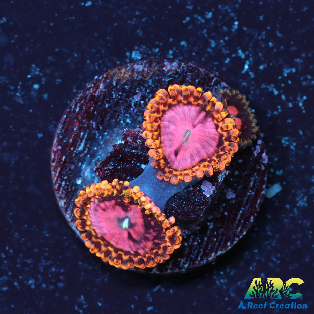 Pink Diamond Zoa