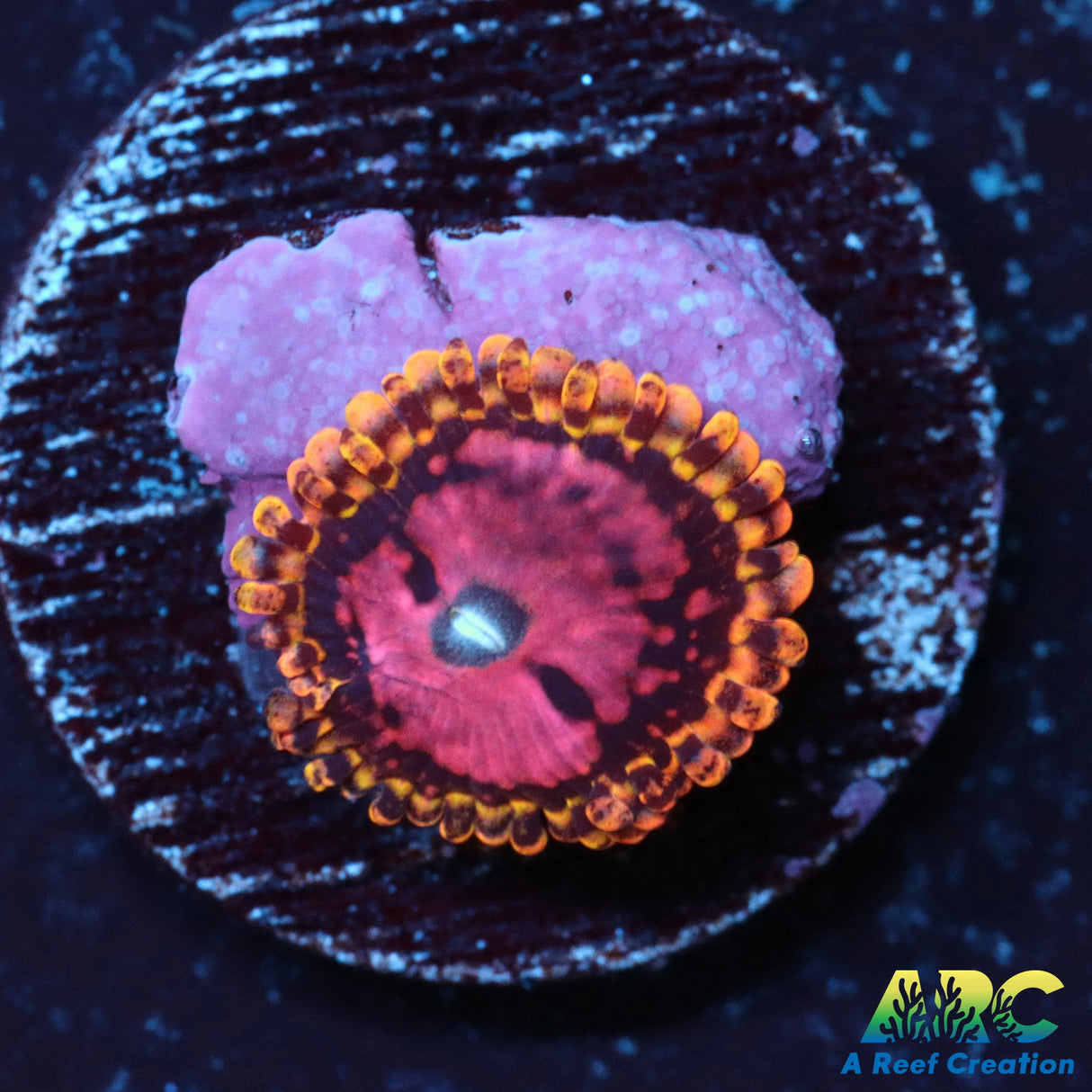 Pink Diamond Zoa