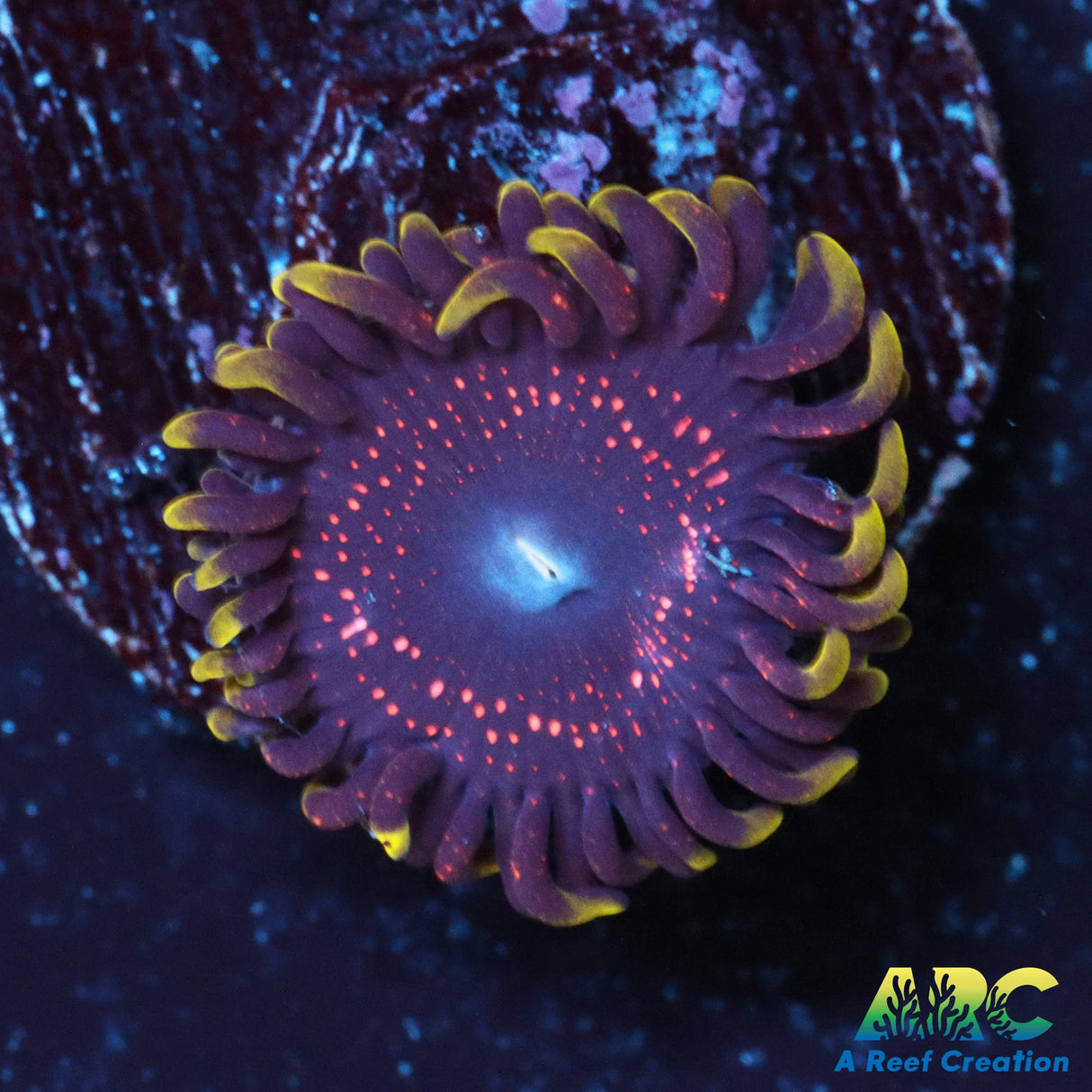 Psychosis Zoa