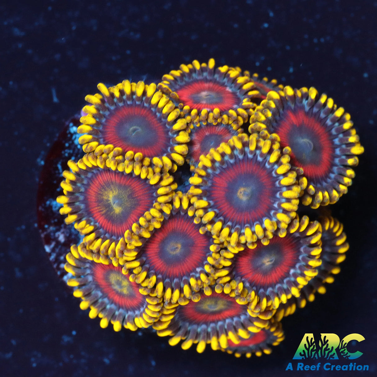 Ultra Eagle Eye Zoa