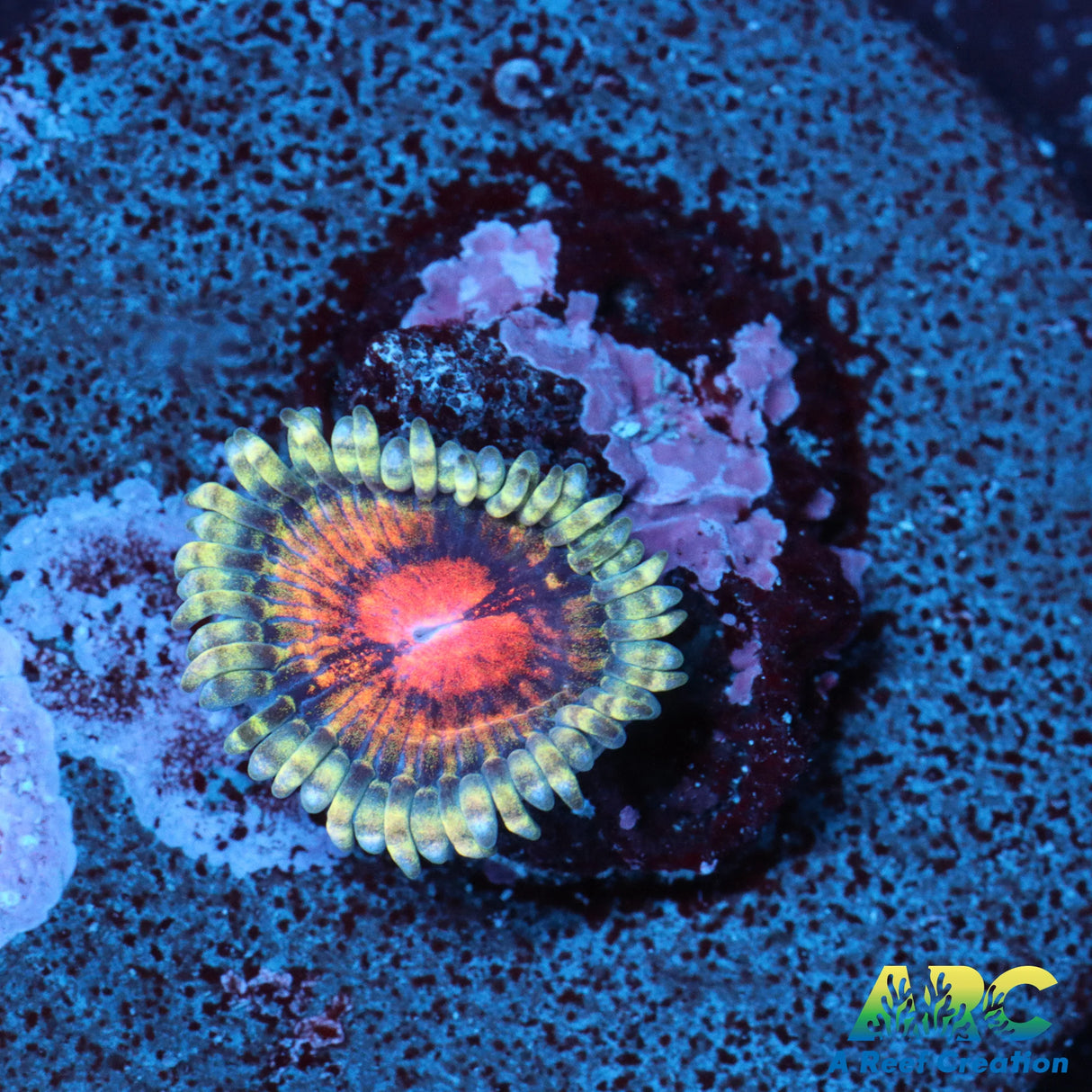 Hawkeye Zoa