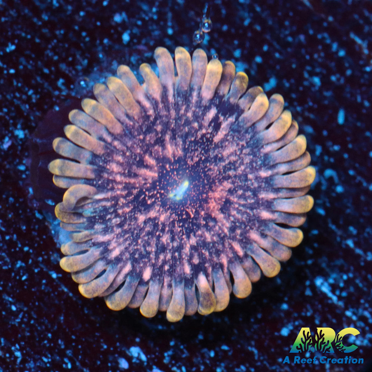 Crystal Skull Zoa