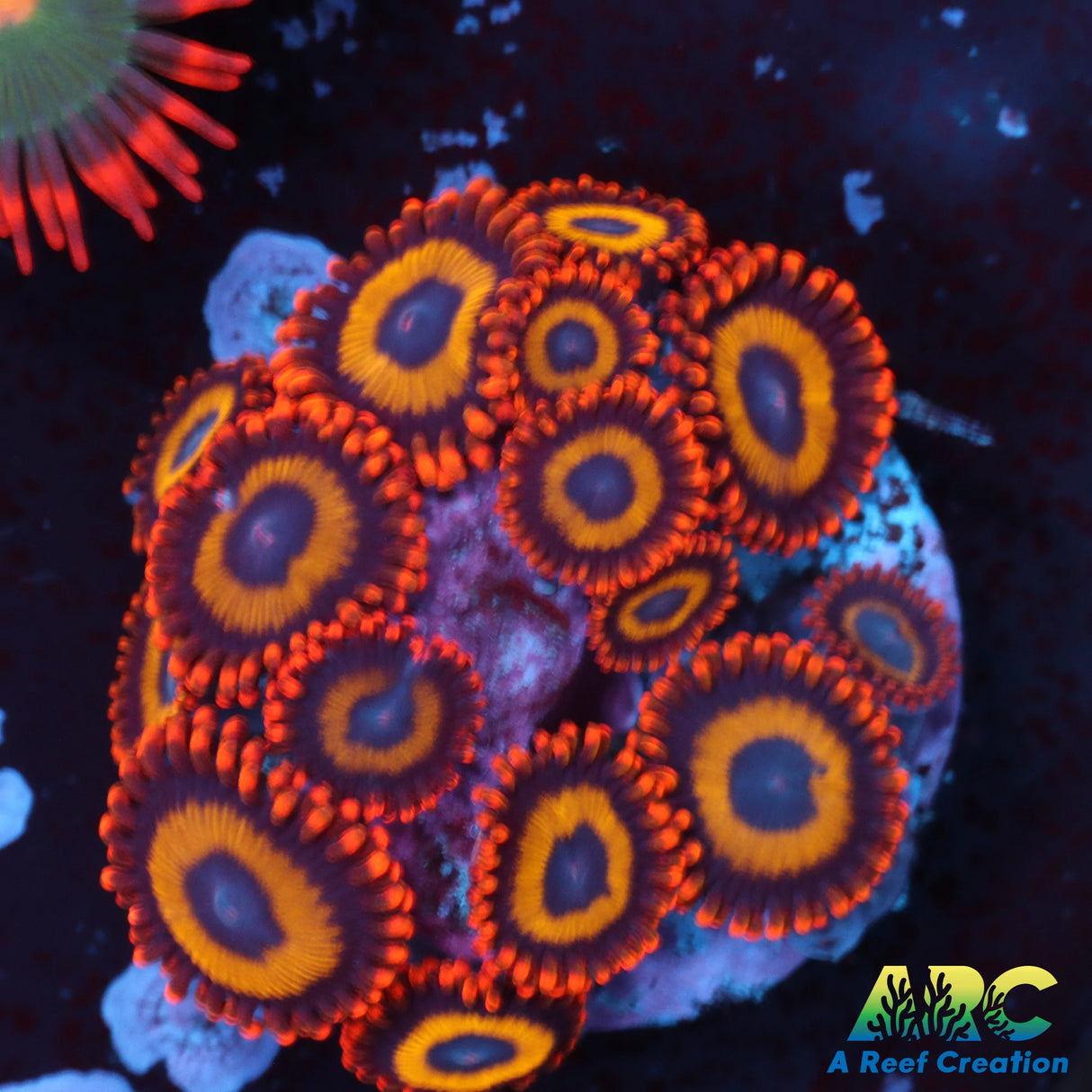 Fruit Loops Zoa