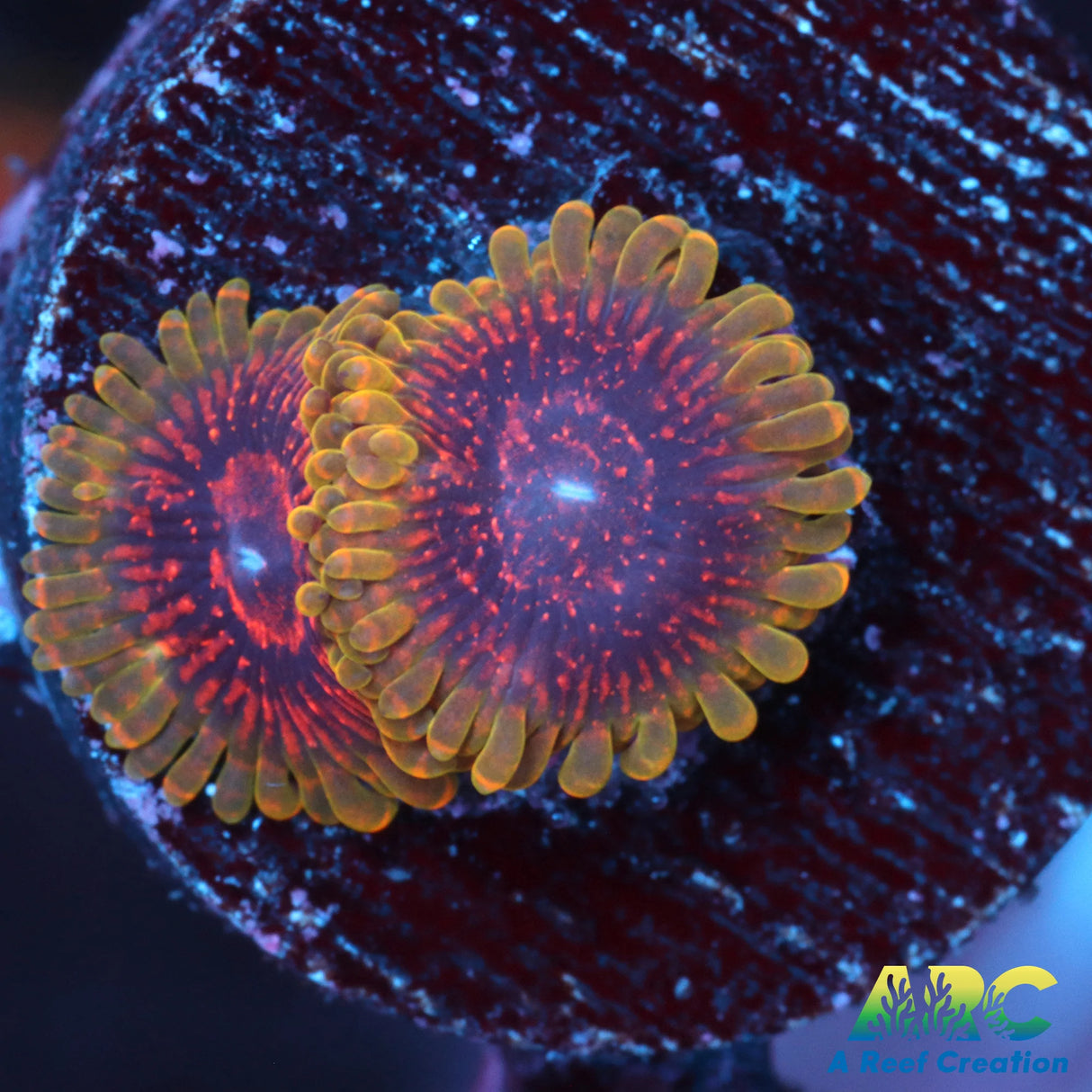 Predator Zoa