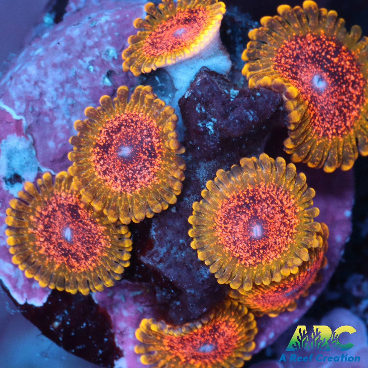 Northern Lights Zoa