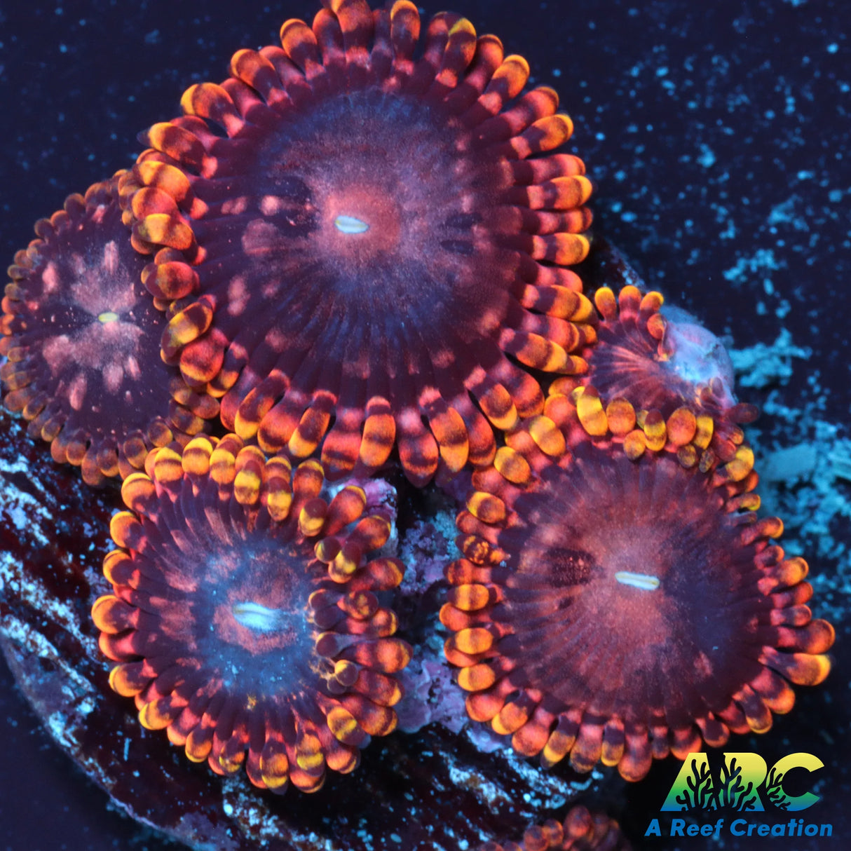 RR Koala Eye Zoa