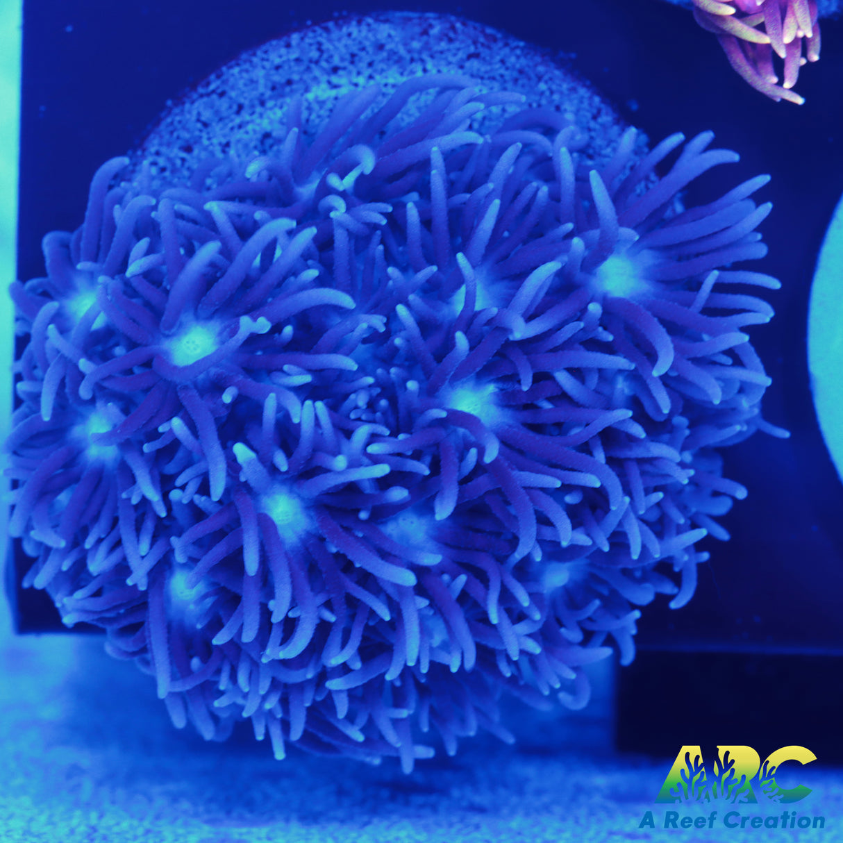 Blue Goni