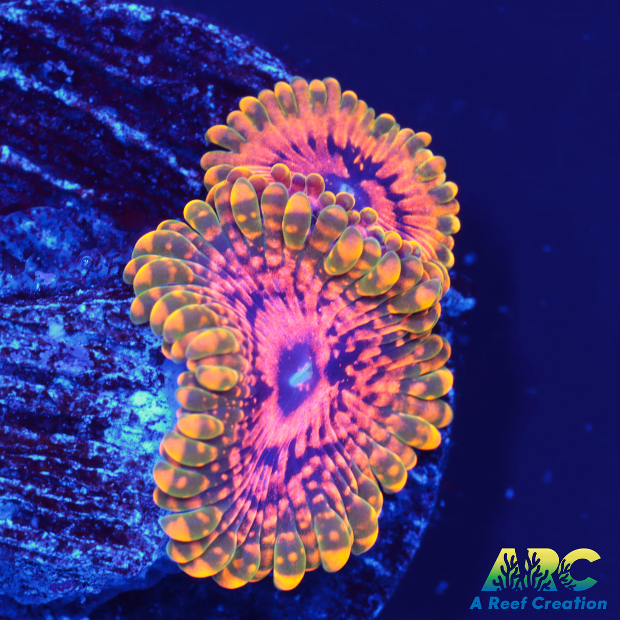 GB Grand Master Krakatoa