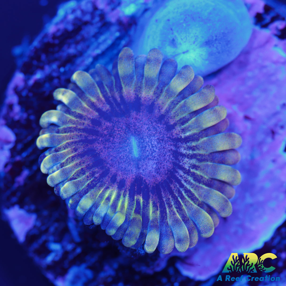 Wanderlust Zoa