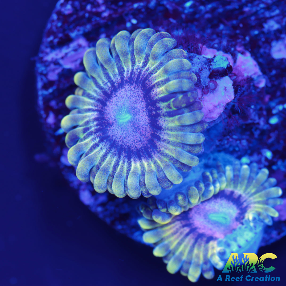 Wanderlust Zoa