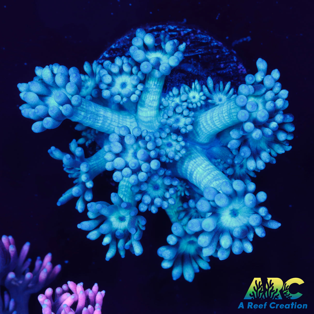 Turquoise Goni