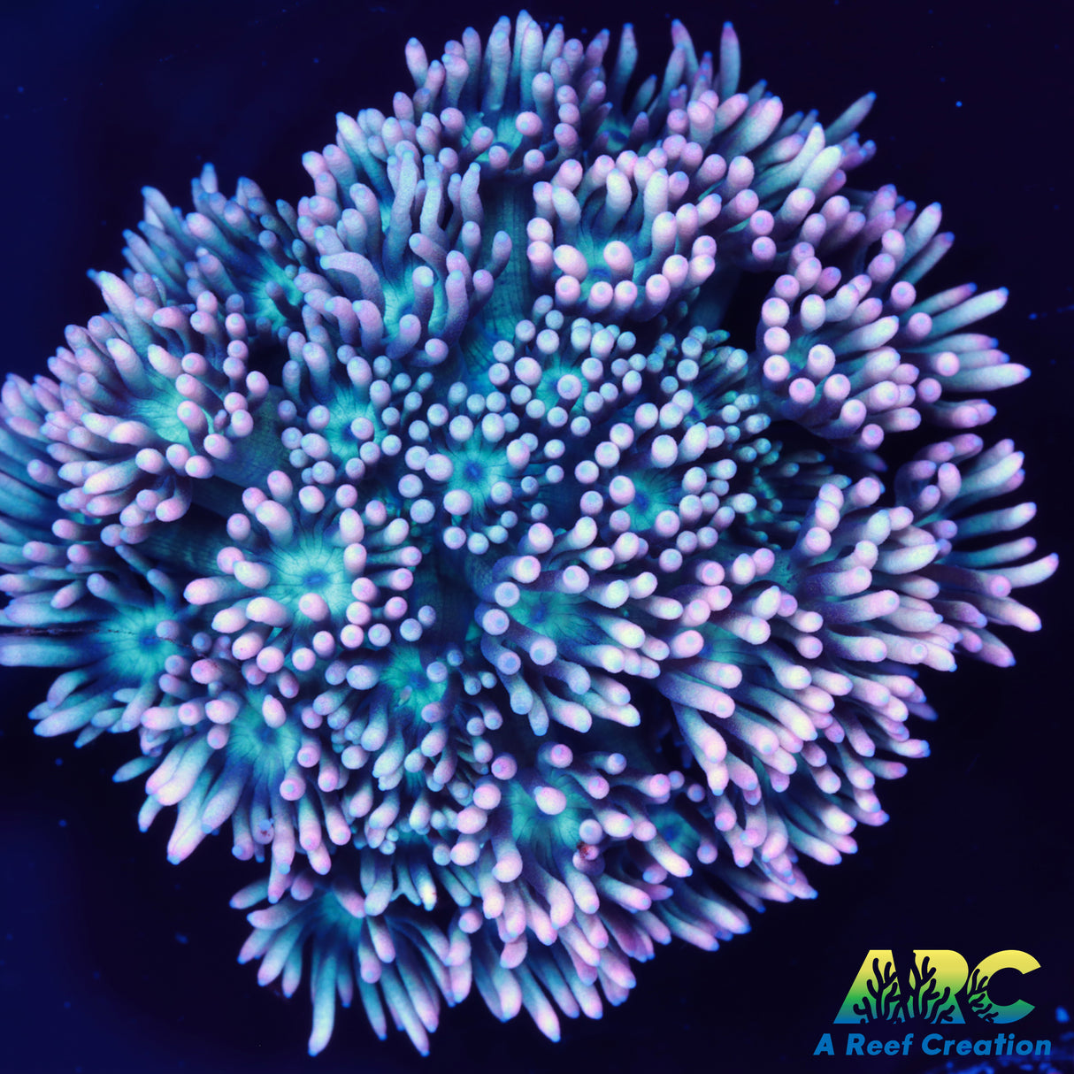 Double Entendre Goni