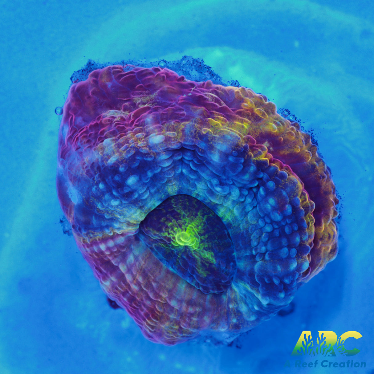 New Release!  Iron Lung Bower Baby Polyp