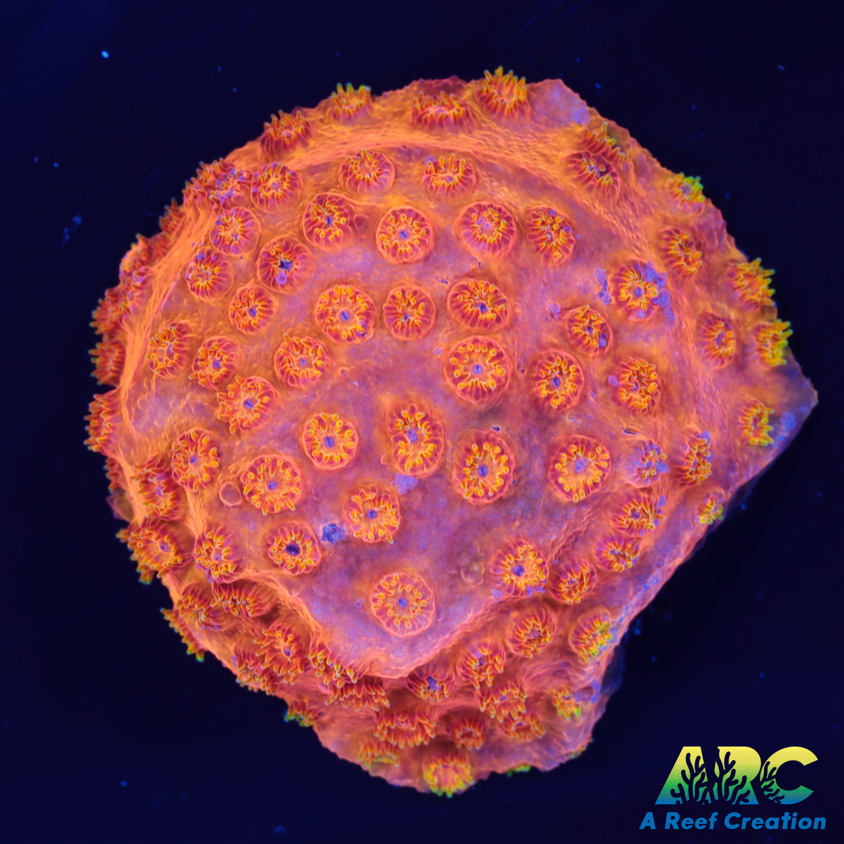 HI-C Cyphastrea