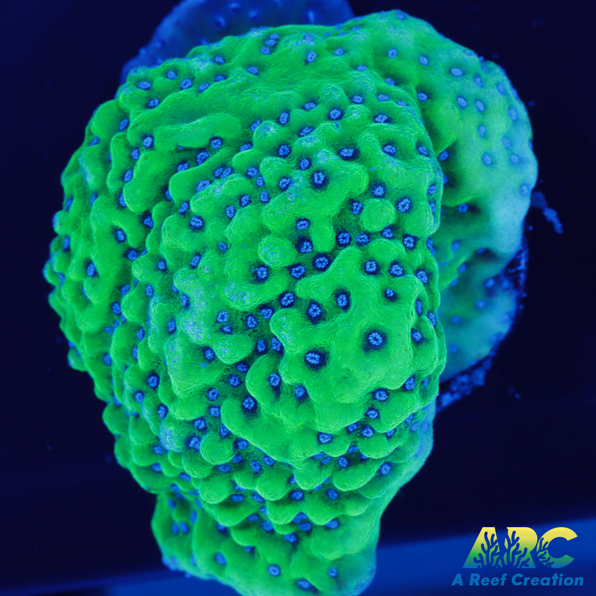RRC Blueberry Monti