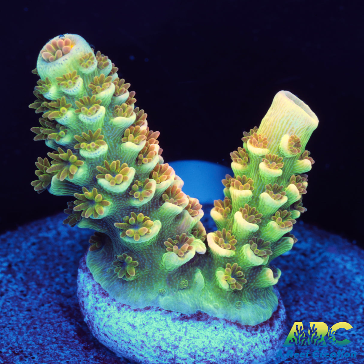 Pale Scales Tenuis