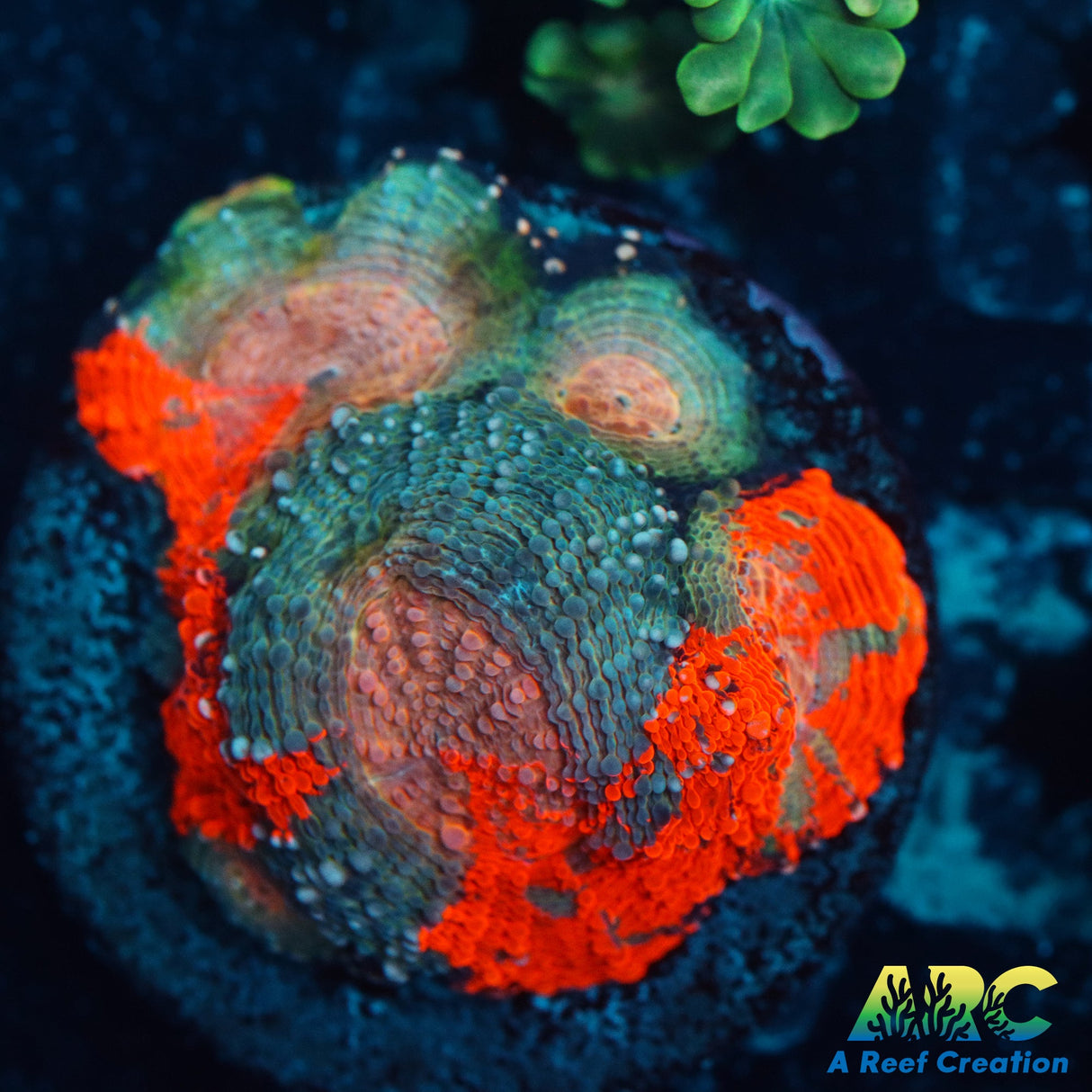 Orange Swirl Echinata