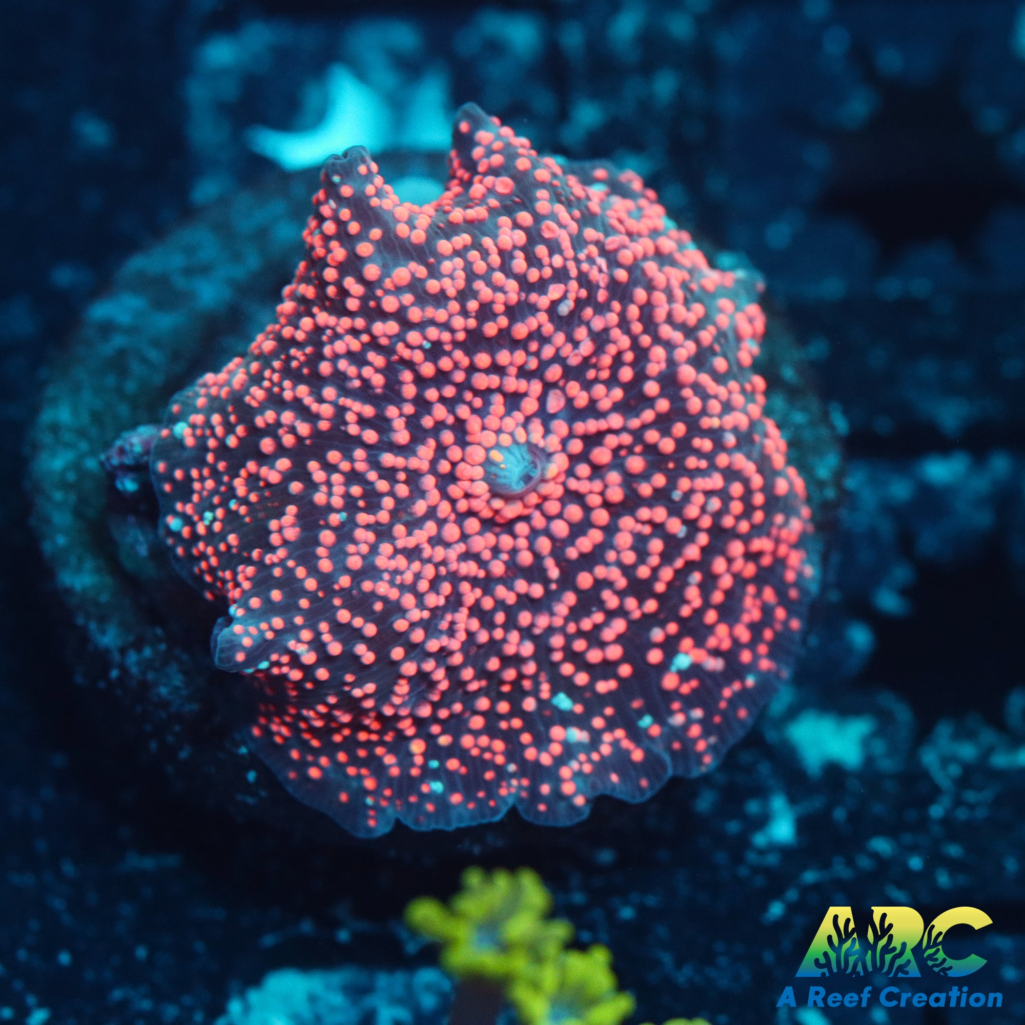 Pink Interstellar Mushroom – A Reef Creation