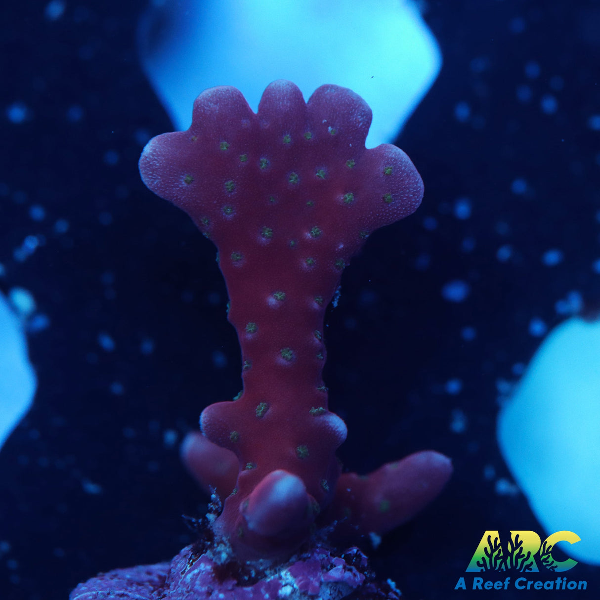 Slingblade Anacropora