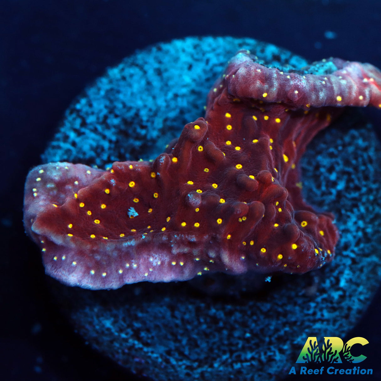 Yellow Polyp Cap