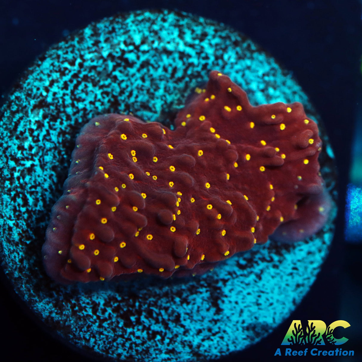 Yellow Polyp Cap