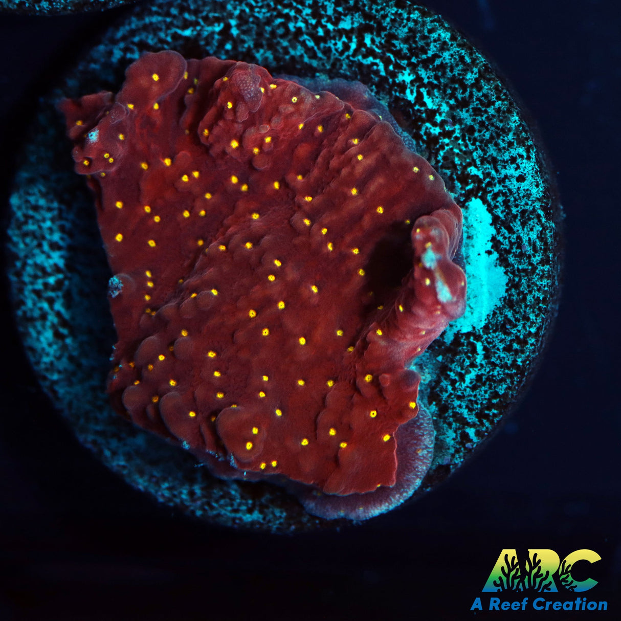 Yellow Polyp Cap