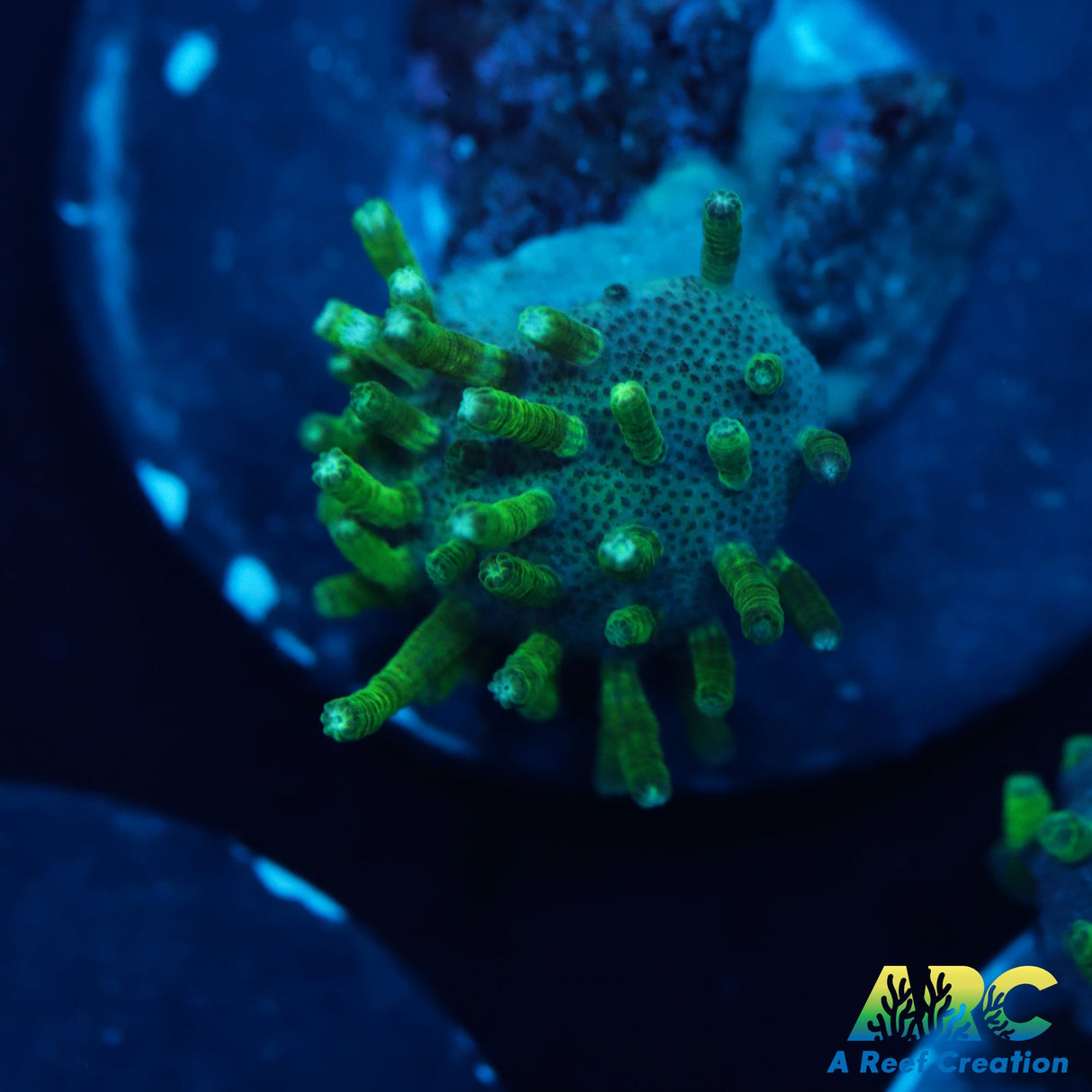 Green Polyp Toadstool