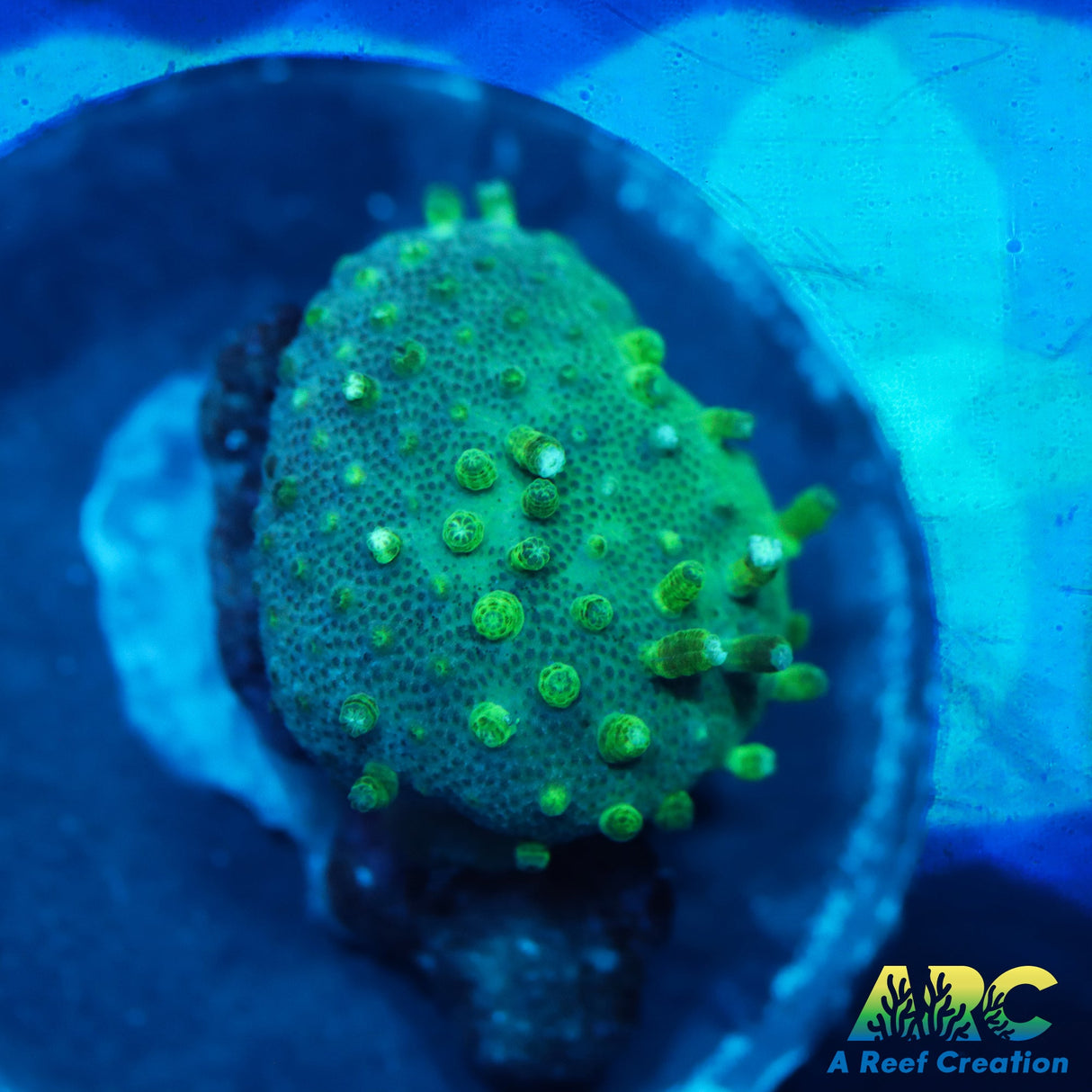 Green Polyp Toadstool