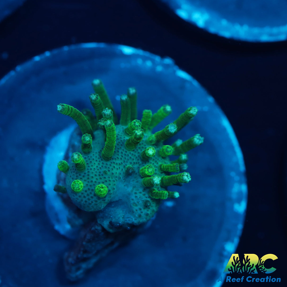 Green Polyp Toadstool