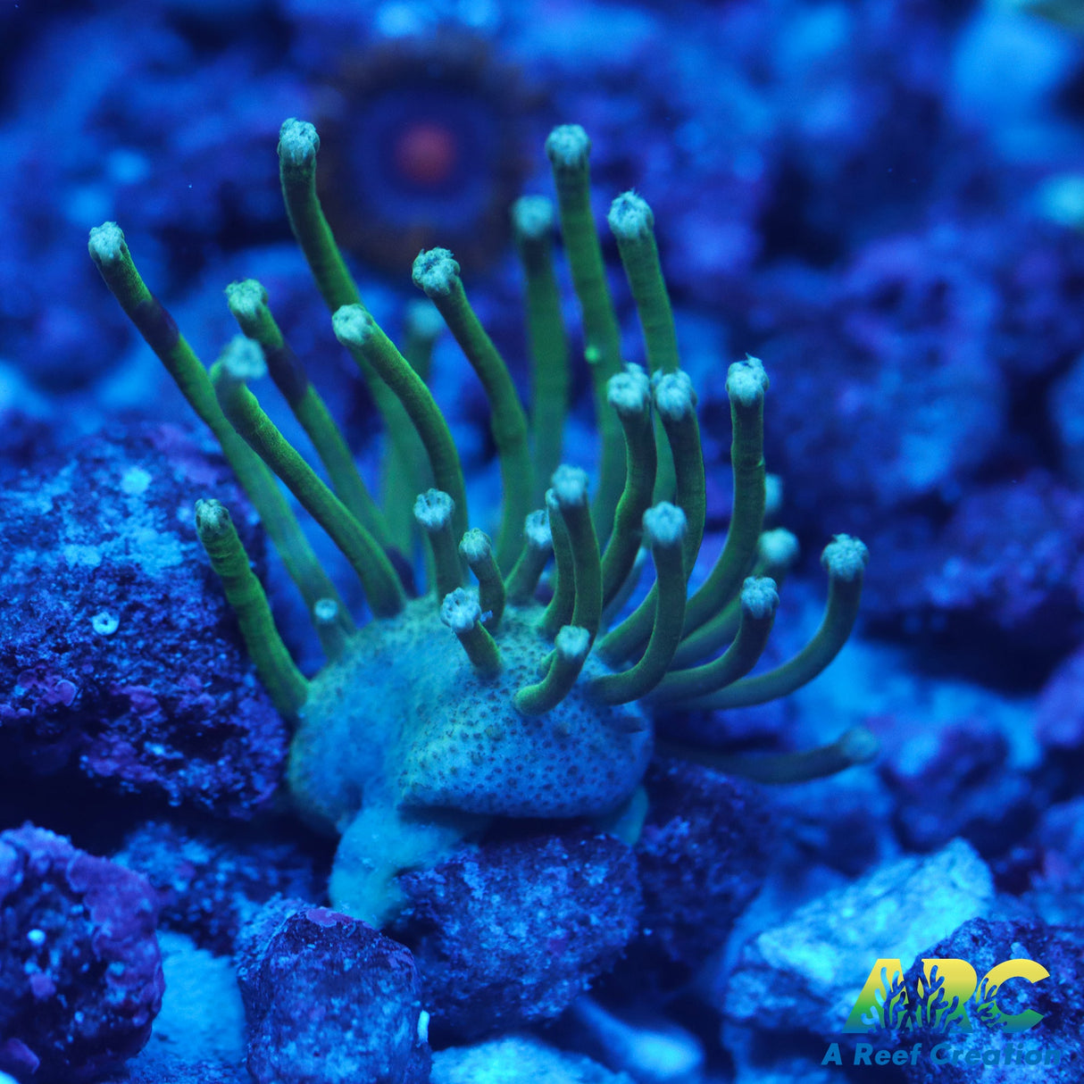 Green Polyp Toadstool