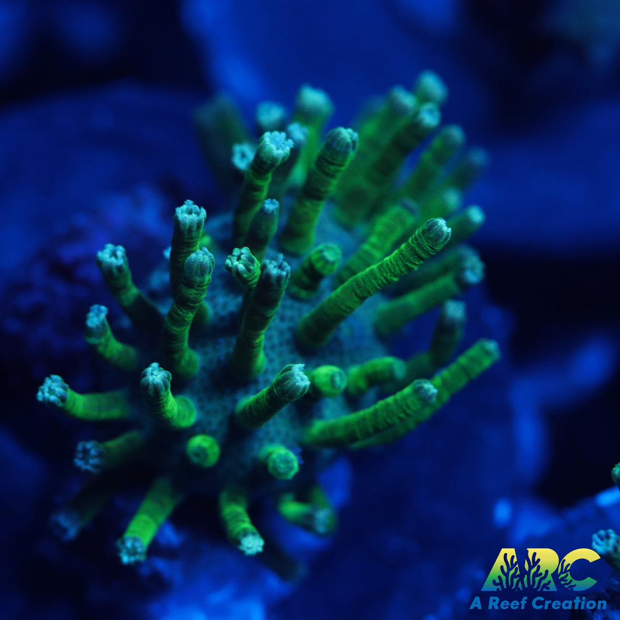 Green Polyp Toadstool