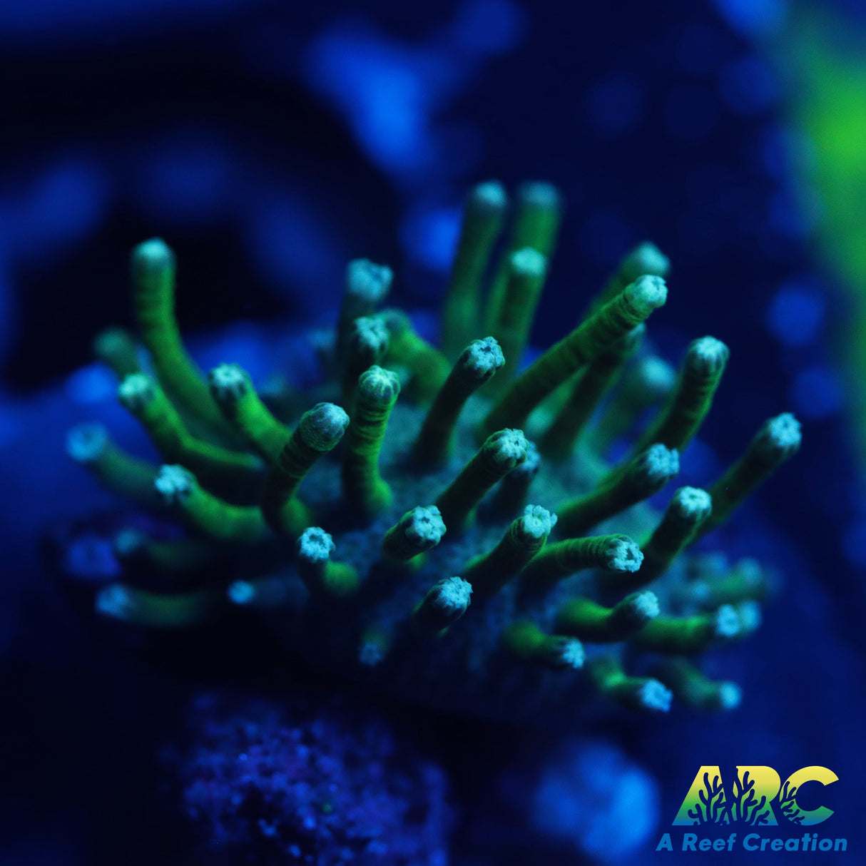 Green Polyp Toadstool