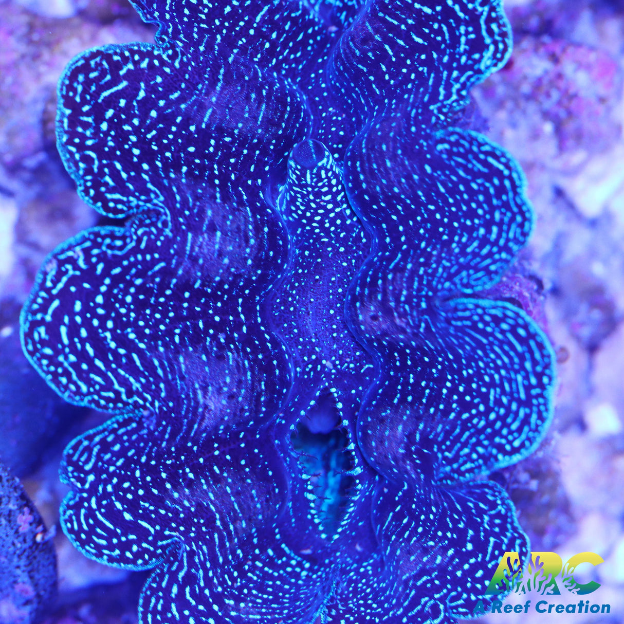 Ultra Crocea Clam 3"