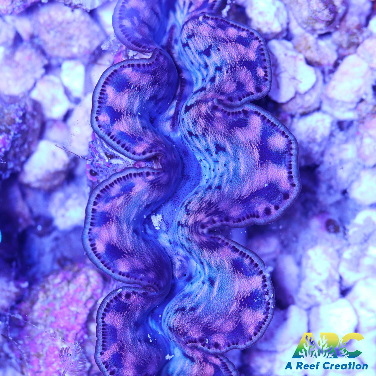 Rainbow Maxima Clam 3"