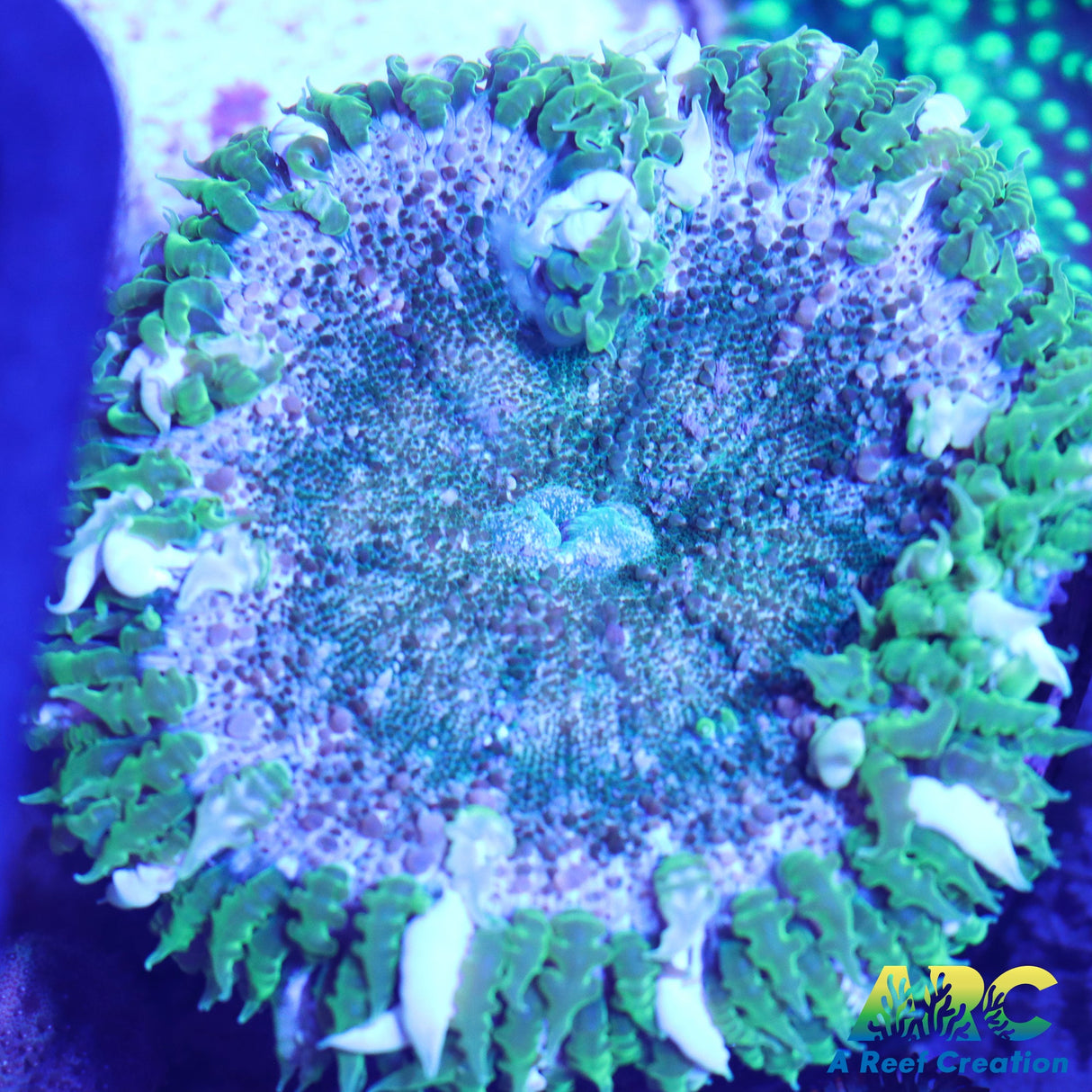 Jumbo Rock Flower Anemone